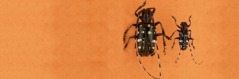 Read more about the article Asian Longhorned Beetle