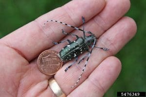 Adult Asian longhorned beetle