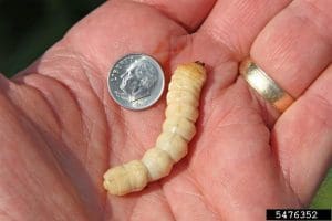 Asian longhorned beetle larva