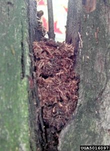 Sawdust/shavings and frass from ALB larvae