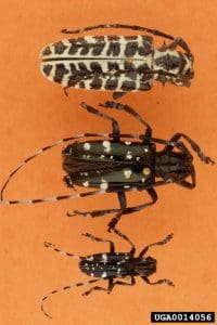 Asian longhorned beetle