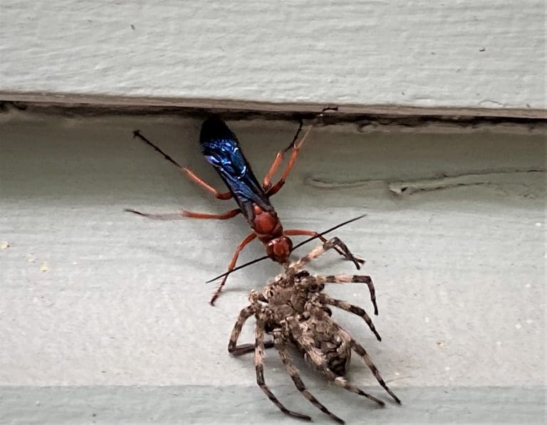 Read more about the article Rusty Spider Wasp