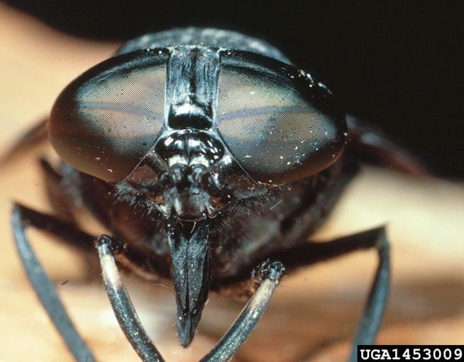 Black Horse Fly, Tabanus atratus