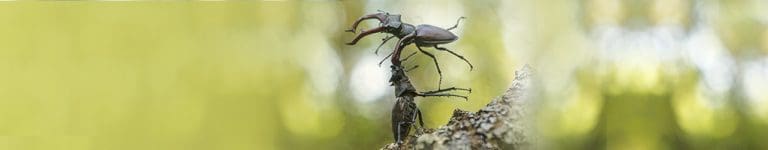 Read more about the article Stag Beetles