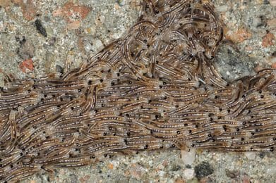 dark-winged fungus gnat larval train