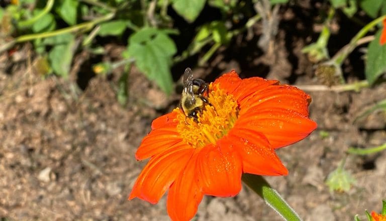 Read more about the article Fall Pollinators