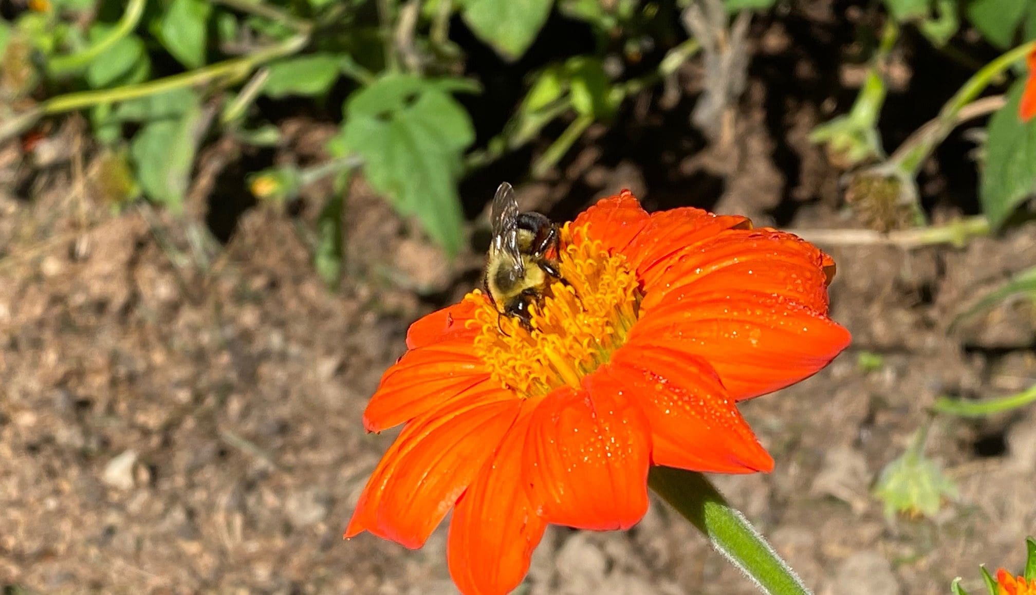 Fall Pollinators - South Carolina Pest Control Association