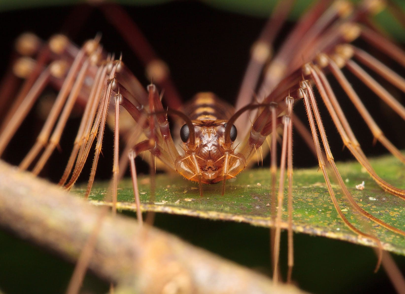 Centipedes - South Carolina Pest Control Association