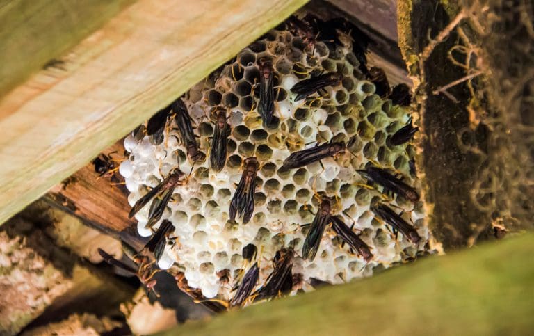 Read more about the article Paper Wasps